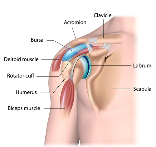Diagram Of Shoulder Muscles And Tendons : Deltoid Pain Causes Exercises And Relief